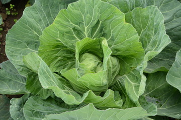 Cabbage Cultivation / Cabbage contains vitamin U (Cabagin) and is a vegetable that is effective in preventing stomach ulcers.