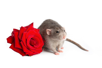 Charming rat dumbo on a white isolated background next to fresh red rose. Greeting card. Year of the rat. Lovely pet.
