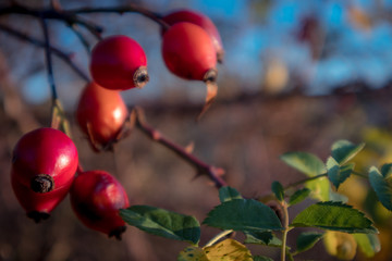 red rosehip berries on a branch