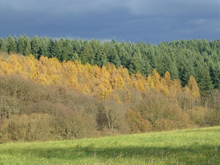 Fototapeta premium Herbstwald