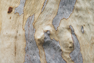 old wood texture of bark of a tree