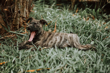 baby dog on the grass