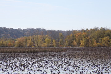 Midwest Marsh in St. Louis County 2019