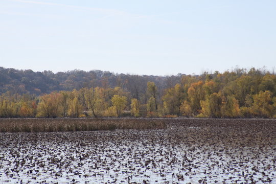 Midwest Marsh In St. Louis County 2019