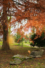 Fototapeta na wymiar Tree in the autumn park with yellow glares of falling leaves