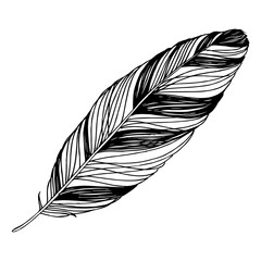 Vector Bird feather from wing isolated. Black and white engraved ink art. Isolated feathers illustration element.