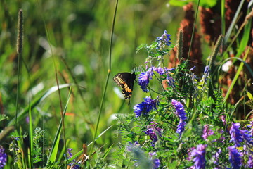 Butterfly on wildflowers