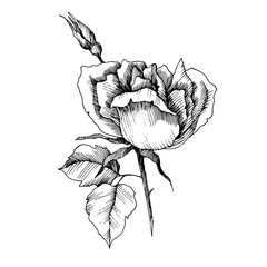 Vector Rose floral botanical flower. Black and white engraved ink art. Isolated roses illustration element.