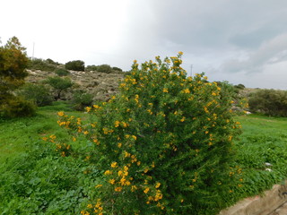 Medicago or alfalfa arborea, or moon trefoil, wild plant with beautiful yellow flowers