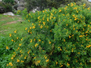 Medicago or alfalfa arborea, or moon trefoil, wild plant with beautiful yellow flowers