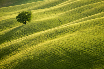 Fototapeta premium Samotne drzewo na polanie w Toskanii, Włochy