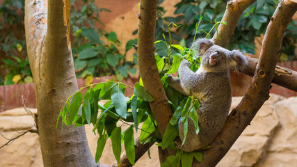 Koala