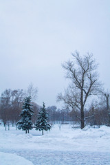 Winter snowy park in the city