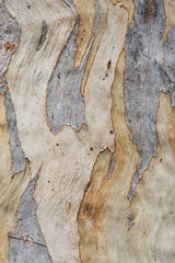 old wood texture of bark of a tree