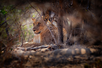 Fototapeta na wymiar Lion - Panthera leo king of the animals. Lioness resting in the National Park Mana Pools in Zimbabwe after the succesfull hunting