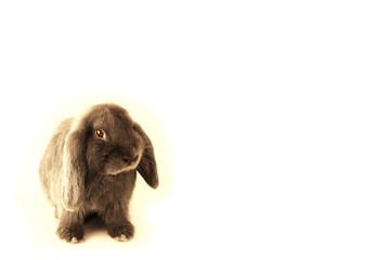 Grey coney isolated on white background