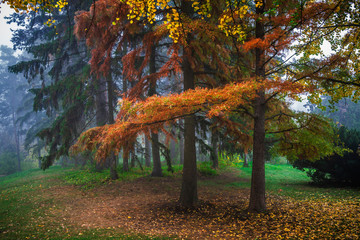 Fototapety  Kolorowy jesienny krajobraz.