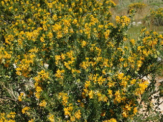 Medicago or alfalfa arborea, or moon trefoil, wild plant with beautiful yellow flowers