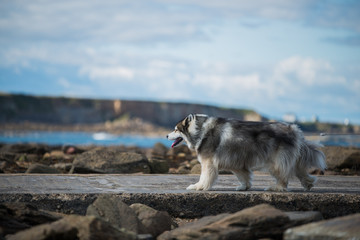 Naklejka premium Big Fluffy Hound
