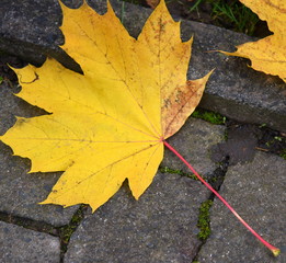 Herbstlich leuchtendes Ahornlaub