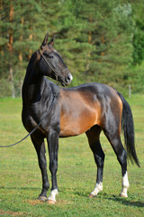 Obraz na płótnie Canvas Purebred black Akhal Teke horse outside in a show halter. Portrait,