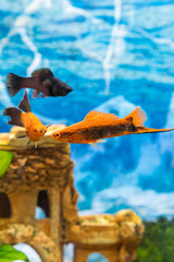 Tropical colorful fishes swimming in aquarium with plants. Goldfish, Carassius auratus, captive. Fish in the aquarium. vertical photo