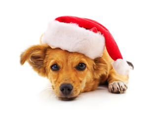 Dog in a Christmas hat.
