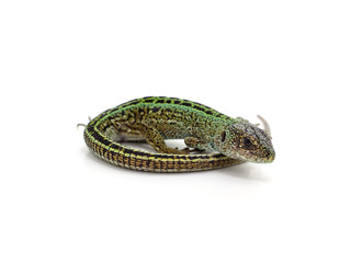 One green lizard.