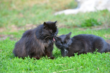 Two black cats licking and sniffing each other in summer outside.