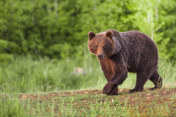 Obraz na płótnie Canvas European Brown Bear, [Ursus arctos] Slovakia