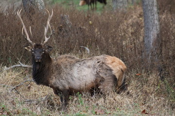 Grazing in the washout to the lake 2019