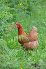 Brown chicken bird walking in the tall green grass in summer free.