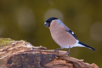 A close up portrait of a female bullfinch Pyrrhula pyrrhula, perched on a log looking left into...