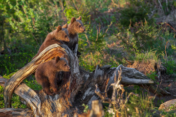 Three Brown bear cubs photographed in the Slovakia