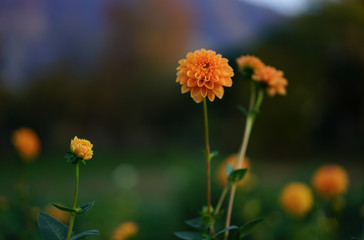 yellow flower in the field