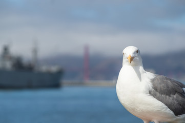 San Francisco seagull with Golden Gate Bridge and war ship in the background