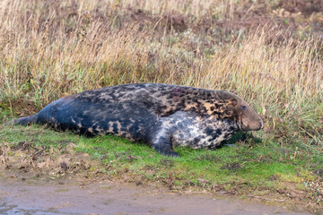 Grey Seal Resting on Sand Dunes At Donna Nook
