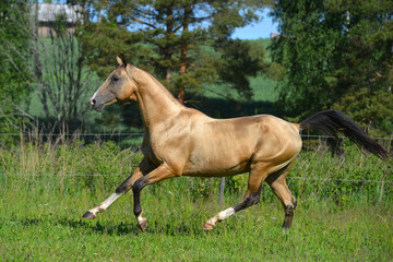 Naklejka na ściany i meble Buckskin akhal teke breed horse running in gallop outside in the field in summer. Animal in motion.