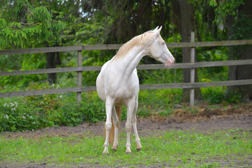 Perlino Akhal Teke stallion with blue eyes outside. Portrait.