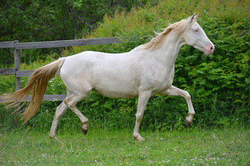Cremello akhal teke breed horse running in trot in the green paddock, Animal in motion.