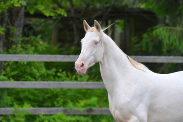 Obraz na płótnie Canvas Perlino Akhal Teke stallion with blue eyes outside. Portrait.