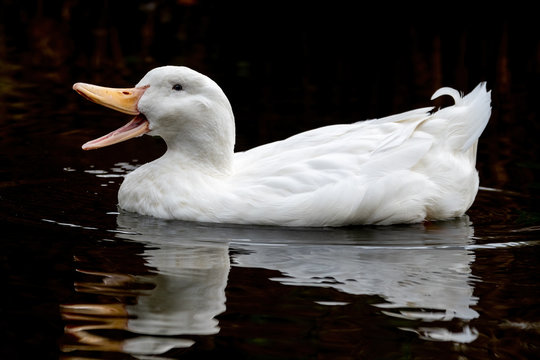 American Pekin Duck Floating On Water