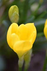 Yellow crocus in nature 