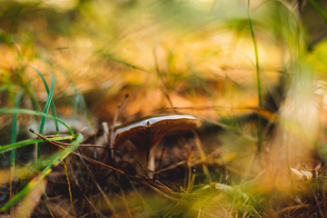 Mushroom in the forest. The concept of walking in the woods and picking mushrooms. Poisonous mushrooms, mindfulness during mushrooming. Wandering in the woods.