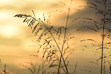 Plant on sunset 