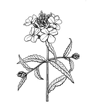 Branch of Hesperis matronalis flower (dame's rocket, damask-violet, sweet rocket, summer lilac, queen's gilliflower). Black and white outline illustration hand drawn work isolated on white.
