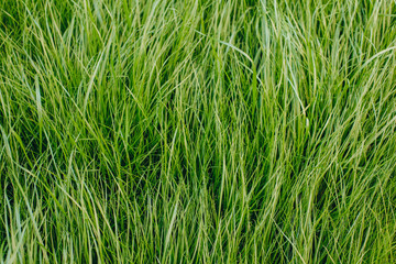 close-up shot of fresh green sprouts grass