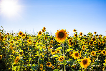 Sonnenblumenfeld bei Tauting