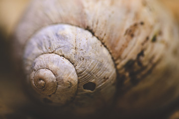 macro of snail shell