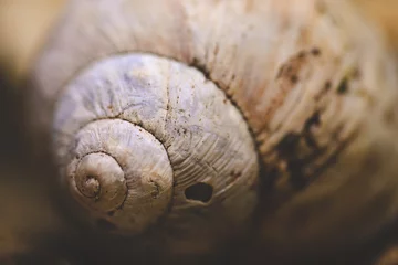 Poster macro of snail shell © SALTY RIVER